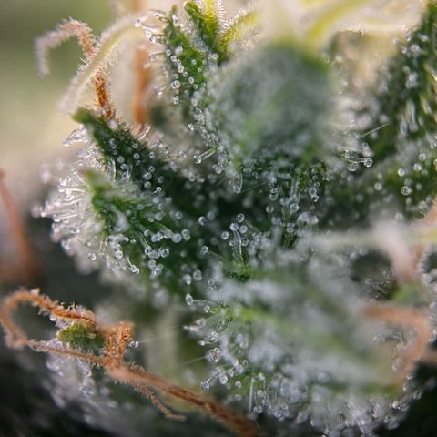 Blue Cheese growlog timeline photo
