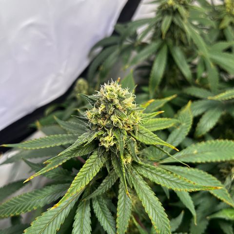 Blue Cheese growlog photo: Vor dem Entlauben