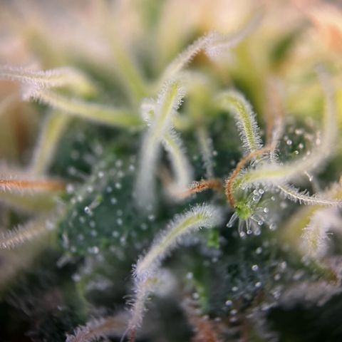 Blue Cheese growlog timeline photo