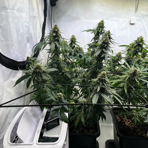 Blue Cheese growlog photo: Nach dem Entlauben