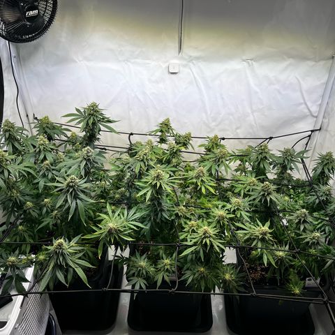 Blue Cheese growlog photo: Nach dem Entlauben