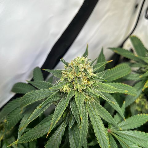 Blue Cheese growlog photo: Vor dem Entlauben