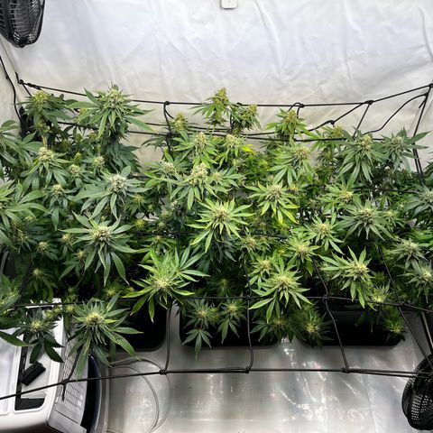 Blue Cheese growlog photo: Nach dem Entlauben