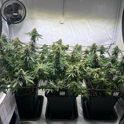 Blue Cheese growlog timeline photo