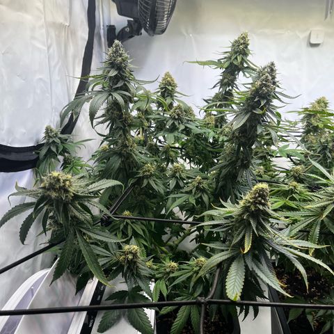 Blue Cheese growlog timeline photo