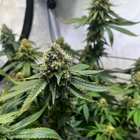 Blue Cheese growlog timeline photo