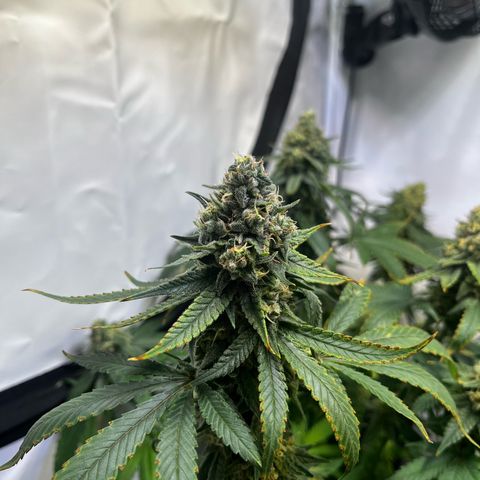 Blue Cheese growlog timeline photo