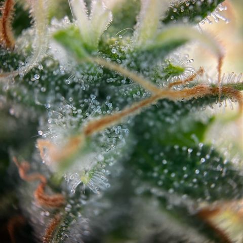 Blue Cheese growlog timeline photo