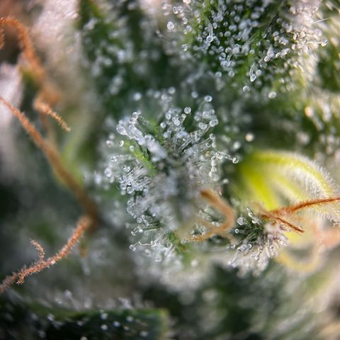 Blue Cheese growlog timeline photo