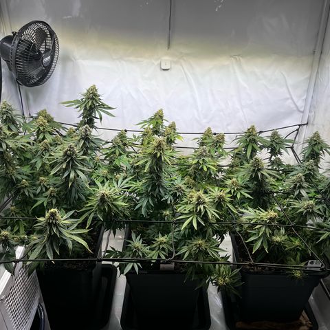 Blue Cheese growlog timeline photo