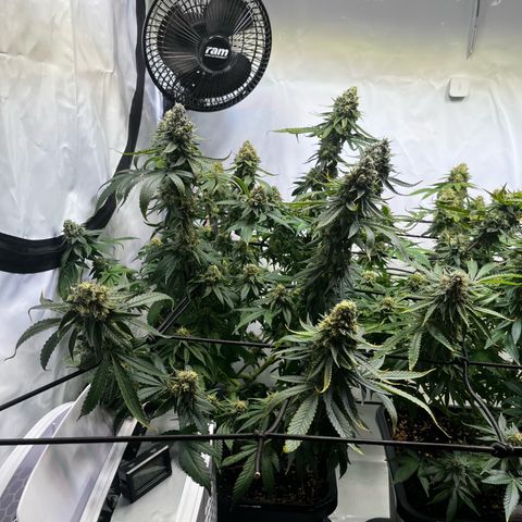 Blue Cheese growlog timeline photo