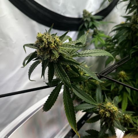 Blue Cheese growlog timeline photo