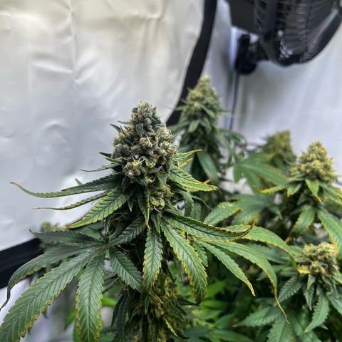 Blue Cheese growlog timeline photo