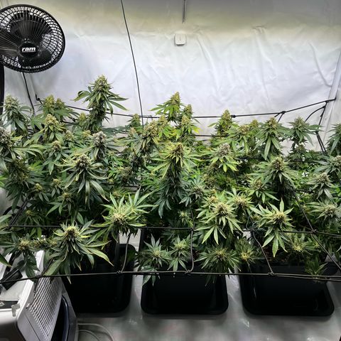 Blue Cheese growlog timeline photo