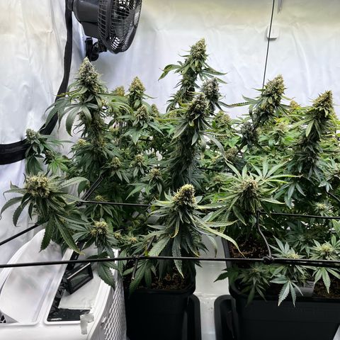 Blue Cheese growlog timeline photo