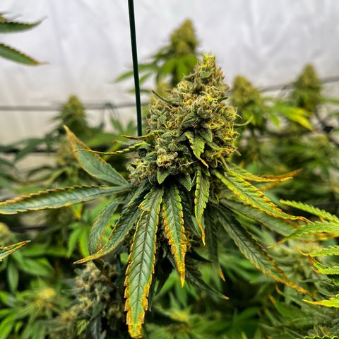 Blue Cheese growlog timeline photo
