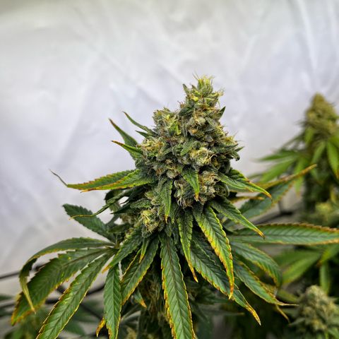 Blue Cheese growlog timeline photo