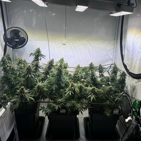 Blue Cheese growlog timeline photo