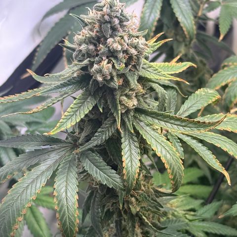 Blue Cheese growlog timeline photo