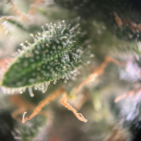Blue Cheese growlog timeline photo