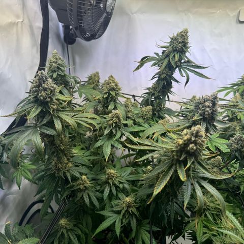Blue Cheese growlog timeline photo