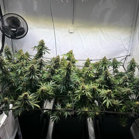 Blue Cheese growlog timeline photo