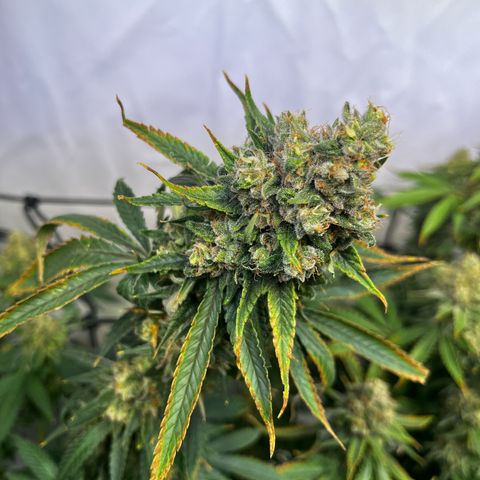 Blue Cheese growlog timeline photo