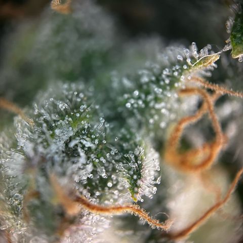 Blue Cheese growlog timeline photo