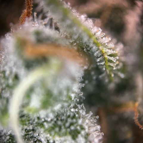 Blue Cheese growlog timeline photo