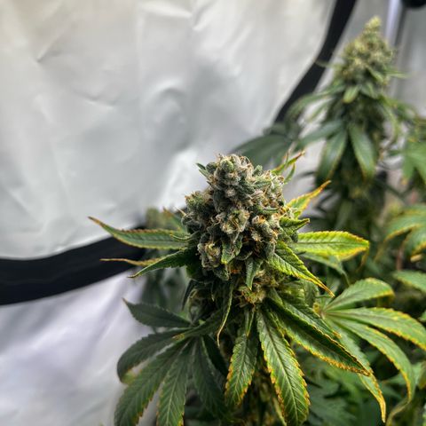 Blue Cheese growlog timeline photo