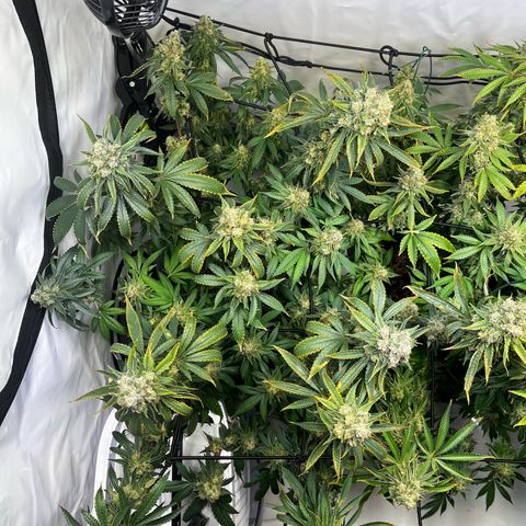 Blue Cheese growlog timeline photo