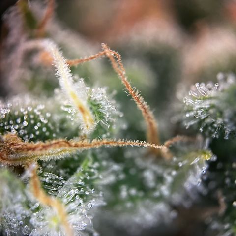 Blue Cheese growlog timeline photo