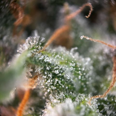 Blue Cheese growlog timeline photo