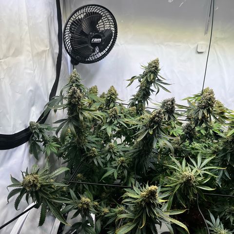 Blue Cheese growlog timeline photo