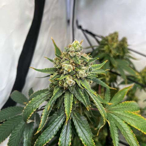 Blue Cheese growlog timeline photo