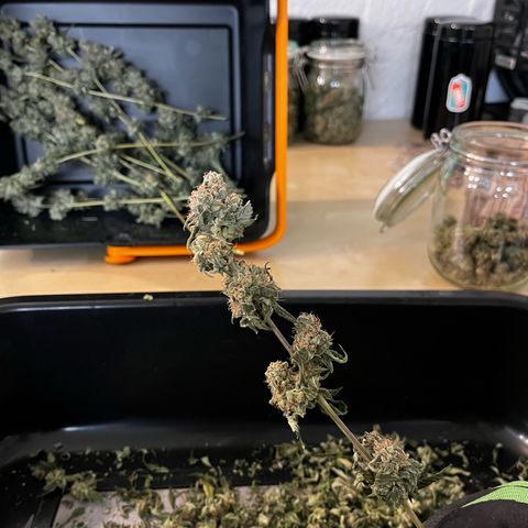 Blue Cheese growlog timeline photo