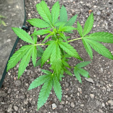Fast Eddy Automatic growlog timeline photo