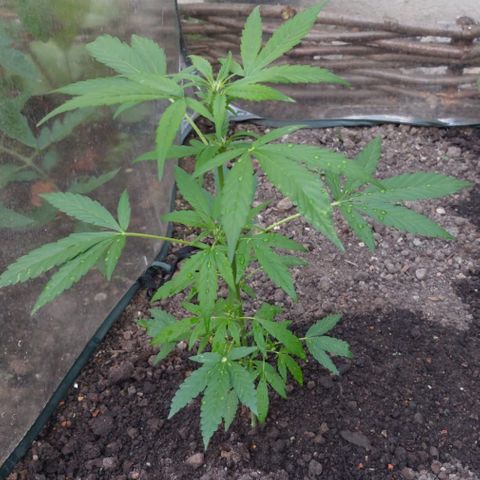 Fast Eddy Automatic growlog timeline photo