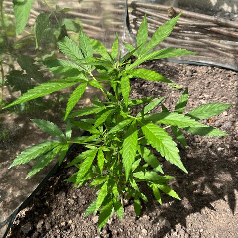 Fast Eddy Automatic growlog timeline photo