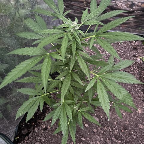 Fast Eddy Automatic growlog timeline photo