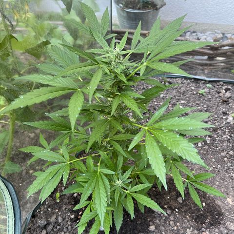 Fast Eddy Automatic growlog timeline photo