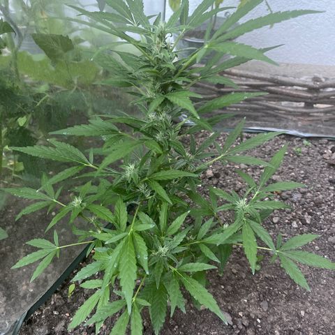 Fast Eddy Automatic growlog timeline photo