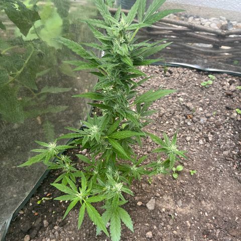 Fast Eddy Automatic growlog timeline photo