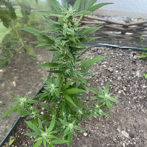 Fast Eddy Automatic growlog timeline photo