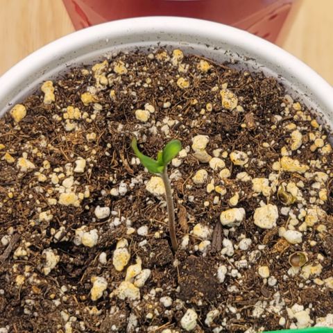 Jelly Breath #2 growlog timeline photo