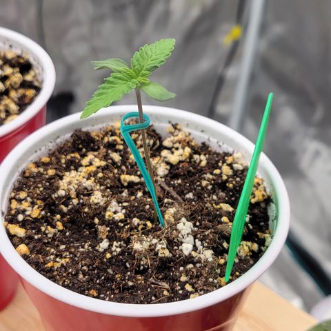 Jelly Breath #2 growlog timeline photo