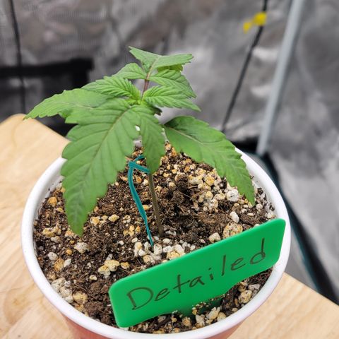 Jelly Breath #2 growlog timeline photo