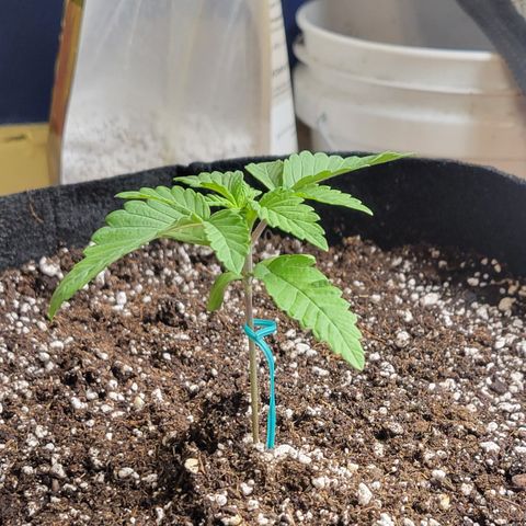 Jelly Breath #2 growlog timeline photo