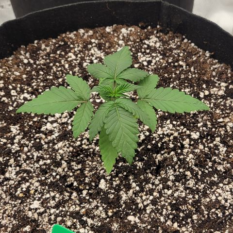 Jelly Breath #2 growlog timeline photo
