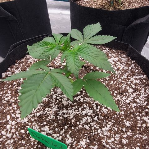 Jelly Breath #2 growlog timeline photo
